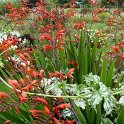 Crocosmia masonorum 'Orangerot' (3)